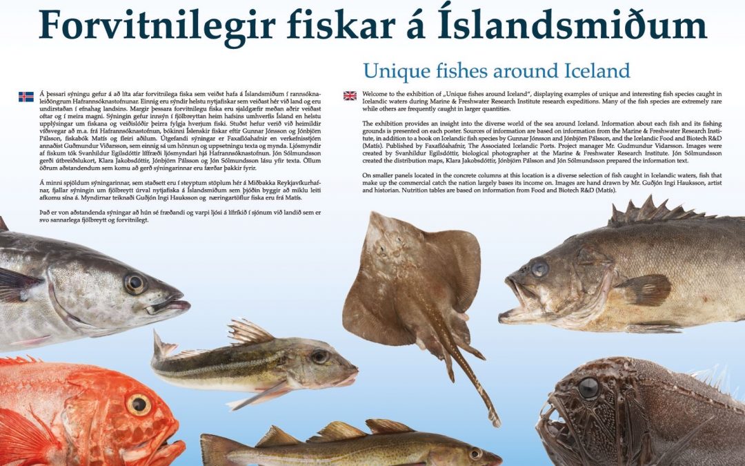 Ljósmyndasýning á Miðbakka – Forvitnilegir fiskar á Íslandsmiðum